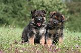 BERGER ALLEMAND 1231